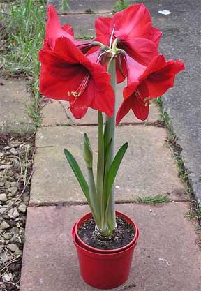 amaryllis-red-potted